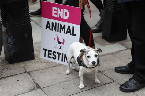 is ysl animal testing illegal.